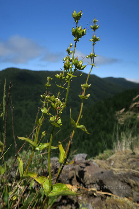 broad-leaf penstemon, gone to seed (Penstemon ovatus) [Hamilton Mountain, Beacon Rock State Park, Skamania County, Washington]