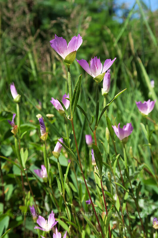 farewell-to-spring (Clarkia amoena (Godetia amoena)) [Hamilton Mountain Trail, Beacon Rock State Park, Skamania County, Washington]