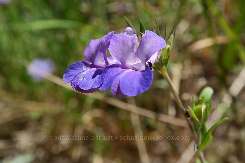 large-flowered blue-eyed-Mary (Collinsia grandiflora) [Hamilton Mountain Trail, Beacon Rock State Park, Skamania County, Washington]