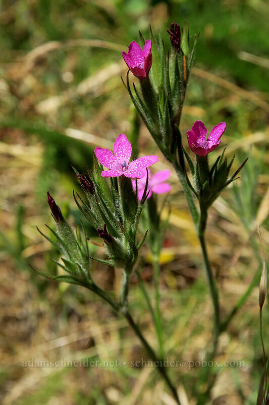 Deptford pink (grass pink) (Dianthus armeria) [Hamilton Mountain Trail, Beacon Rock State Park, Skamania County, Washington]