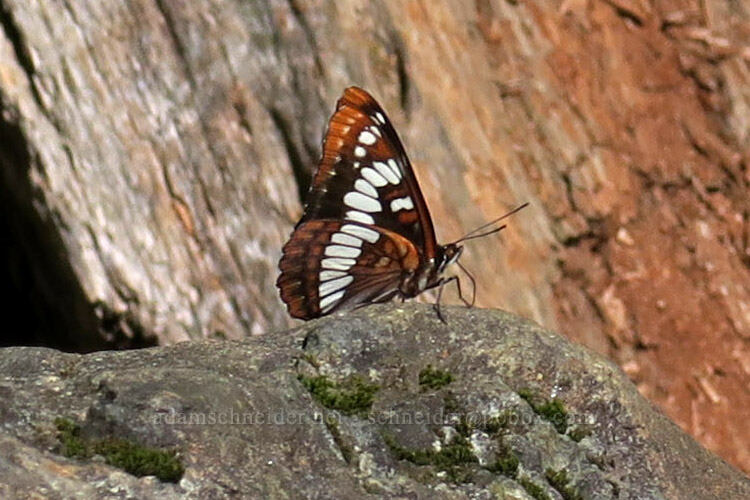 Lorquin's admiral butterfly (Limenitis lorquini) [Hamilton Mountain Trail, Beacon Rock State Park, Skamania County, Washington]