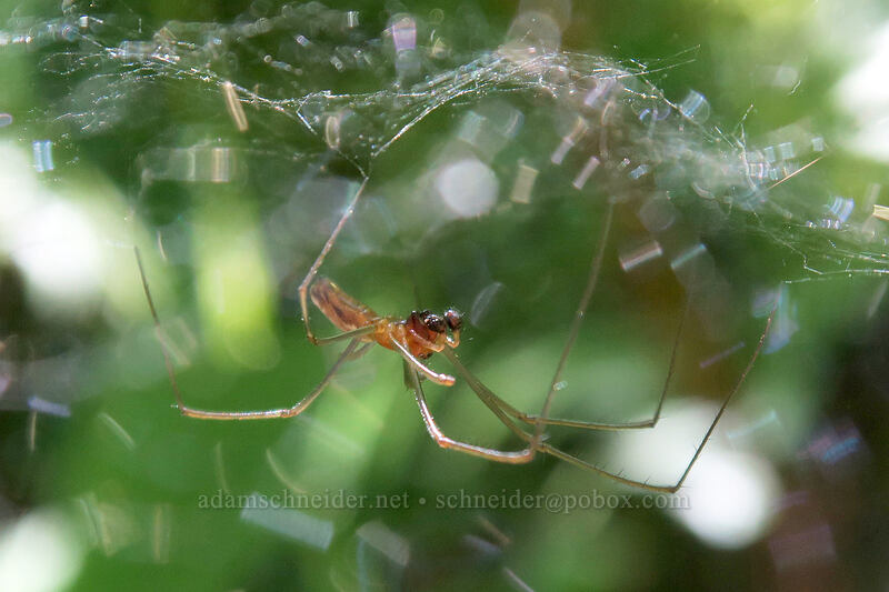 spider in a dome-shaped web [Hamilton Mountain Trail, Beacon Rock State Park, Skamania County, Washington]