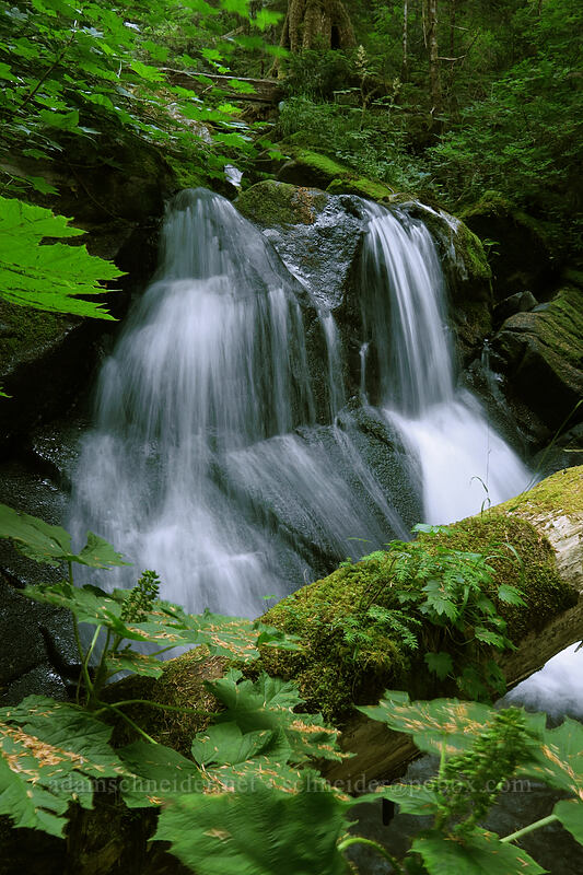 trailside waterfall [Sunrise Mine Trail, Mount Baker-Snoqualmie National Forest, Snohomish County, Washington]