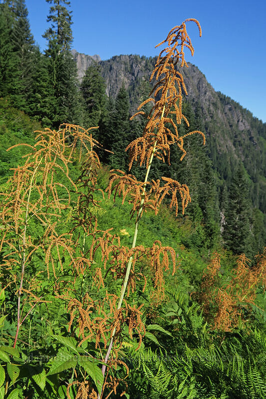 goat's beard, going to seed (Aruncus dioicus (Aruncus sylvester)) [Sunrise Mine Trail, Mount Baker-Snoqualmie National Forest, Snohomish County, Washington]
