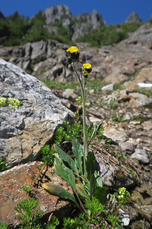 alpine hawkweed (Hieracium gracile (Hieracium triste)) [Sunrise Mine Trail, Morning Star NRCA, Snohomish County, Washington]