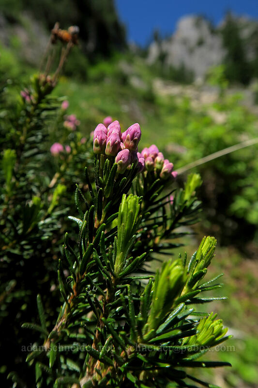 pink mountain heather, budding (Phyllodoce empetriformis) [Sunrise Mine Trail, Morning Star NRCA, Snohomish County, Washington]