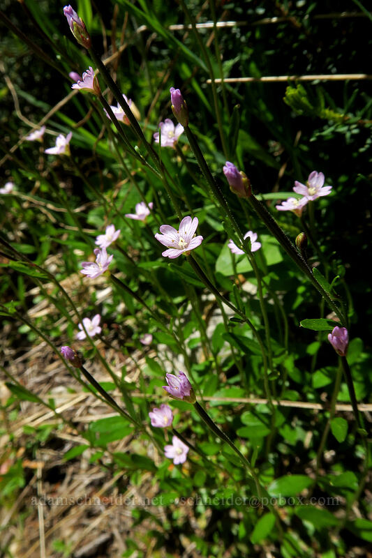 willow-herb (Epilobium sp.) [Sunrise Mine Trail, Morning Star NRCA, Snohomish County, Washington]