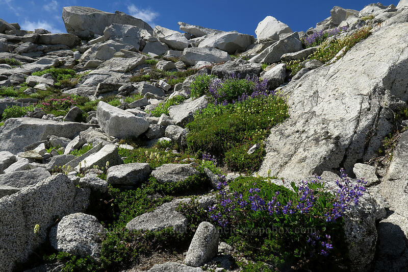 lupines & partridgefoot (Lupinus latifolius, Luetkea pectinata) [Vesper Peak summit, Mount Baker-Snoqualmie National Forest, Snohomish County, Washington]