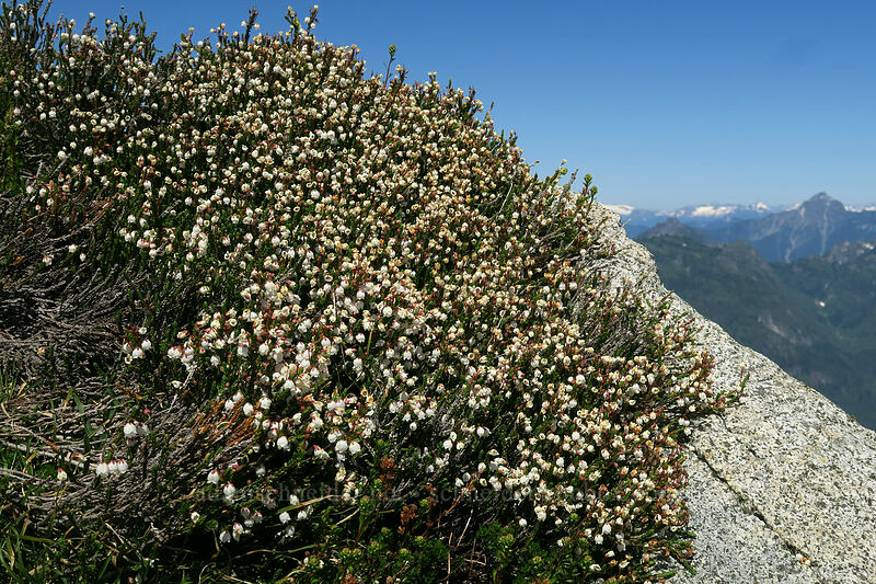 white mountain heather (Cassiope mertensiana) [Vesper Peak summit, Mount Baker-Snoqualmie National Forest, Snohomish County, Washington]