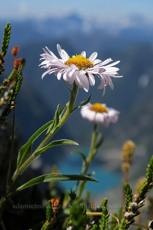 subalpine fleabane (Erigeron glacialis var. glacialis) [Vesper Peak summit, Mount Baker-Snoqualmie National Forest, Snohomish County, Washington]