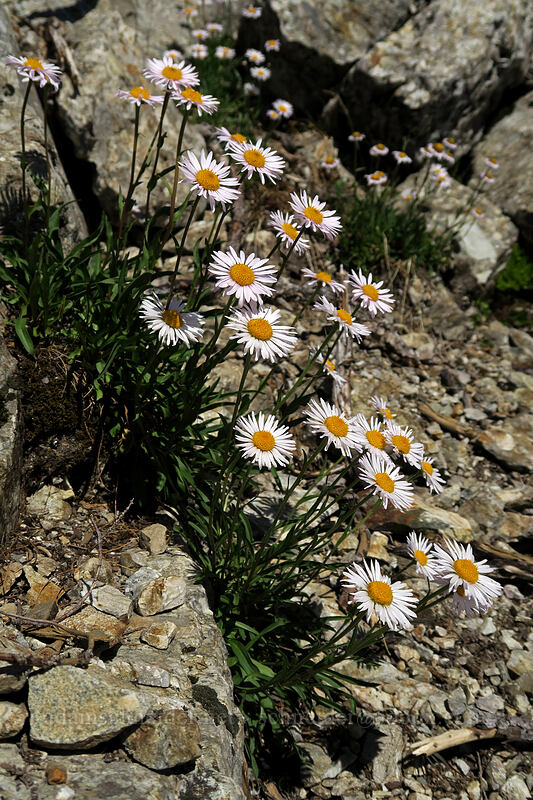 subalpine fleabane (Erigeron glacialis var. glacialis) [Sperry Peak, Morning Star NRCA, Snohomish County, Washington]
