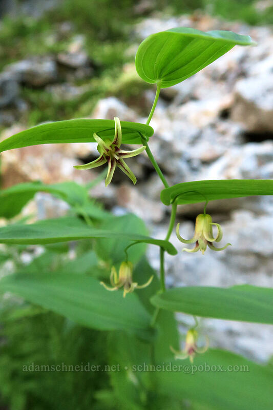 clasping twisted-stalk flowers (Streptopus amplexifolius) [Sunrise Mine Trail, Morning Star NRCA, Snohomish County, Washington]