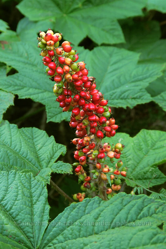 devil's club berries (Oplopanax horridus) [Sunrise Mine Trail, Mount Baker-Snoqualmie National Forest, Snohomish County, Washington]