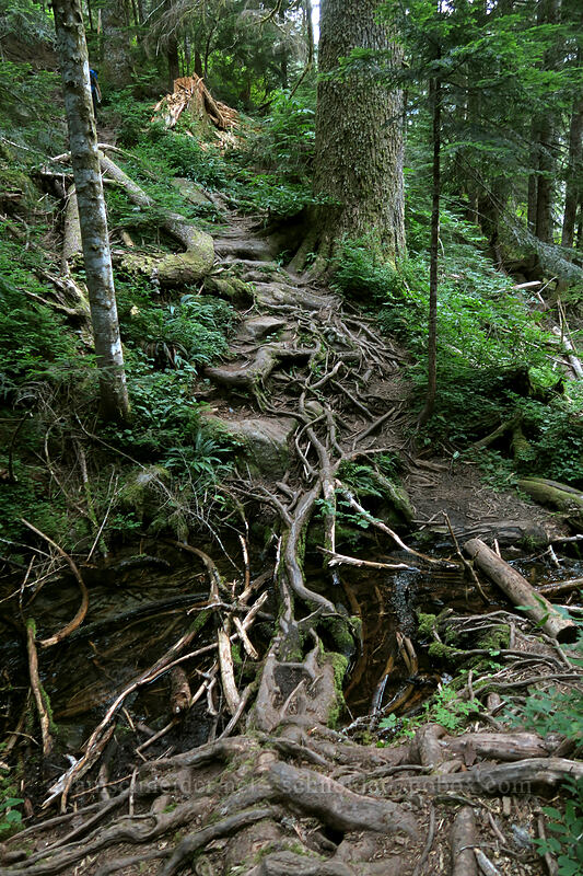 rooty trail [Sunrise Mine Trail, Mount Baker-Snoqualmie National Forest, Snohomish County, Washington]