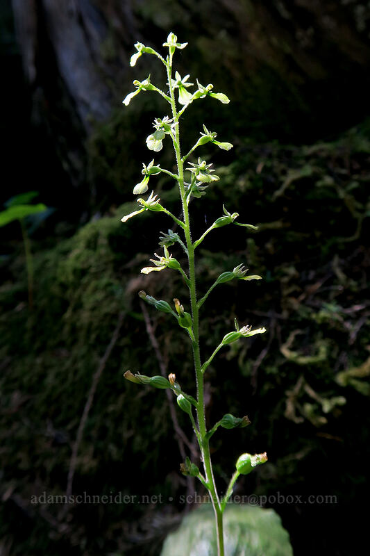 northwest twayblade (Neottia banksiana (Listera caurina)) [Mount Pilchuck Trail, Mount Baker-Snoqualmie National Forest, Snohomish County, Washington]