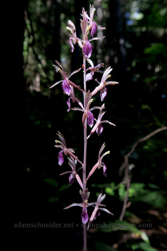 western coral-root orchid (Corallorhiza mertensiana) [Mount Pilchuck Trail, Mount Baker-Snoqualmie National Forest, Snohomish County, Washington]