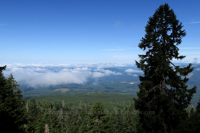 marine layer [Mount Pilchuck Trail, Mount Pilchuck State Park, Snohomish County, Washington]