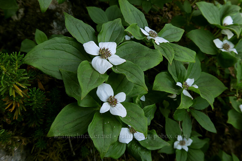 bunchberry flowers (Cornus unalaschkensis (Cornus canadensis)) [Mount Pilchuck Trail, Mount Pilchuck State Park, Snohomish County, Washington]