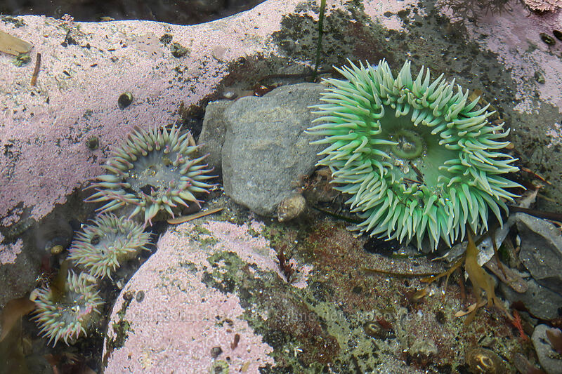 giant green anemone (Anthopleura xanthogrammica) [Rialto Beach, Olympic National Park, Clallam County, Washington]
