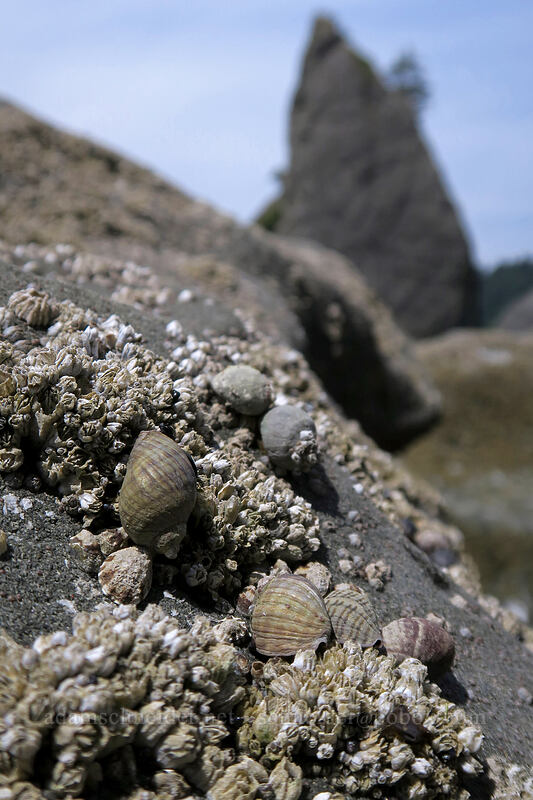 seashells & barnacles [Rialto Beach, Olympic National Park, Clallam County, Washington]