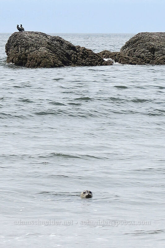 harbor seal (Phoca vitulina) [Rialto Beach, Olympic National Park, Clallam County, Washington]