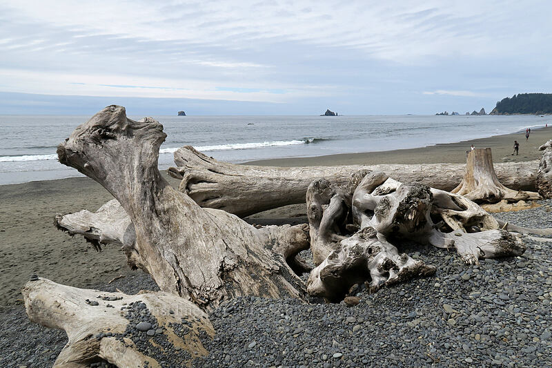 enormous driftwood [Rialto Beach, Olympic National Park, Clallam County, Washington]