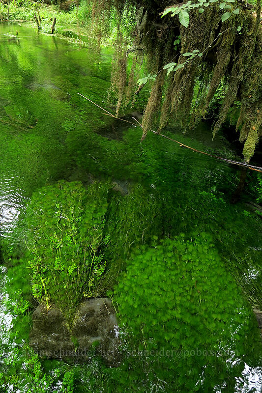 very green aquatic plants in a spring [Hoh Rain Forest, Olympic National Park, Jefferson County, Washington]