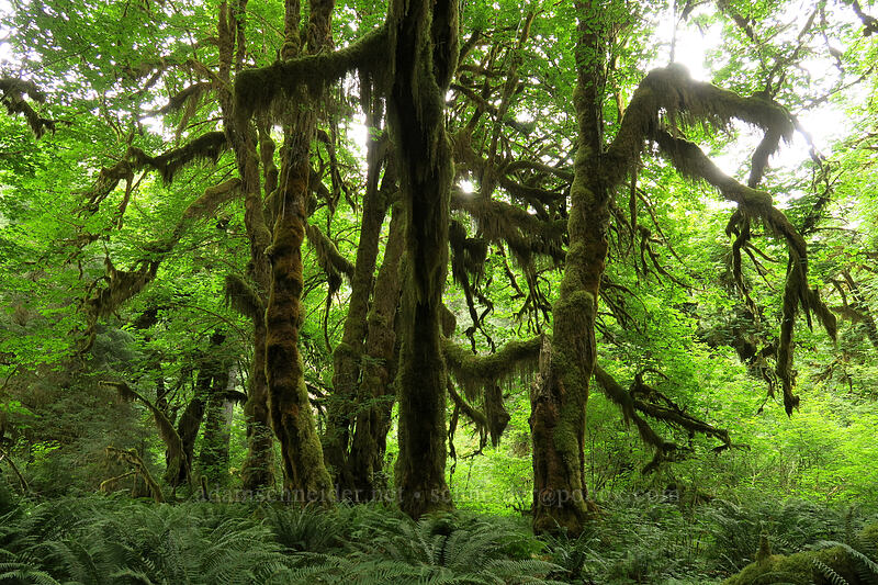 moss-covered big-leaf maples (Acer macrophyllum) [Hall of Mosses Trail, Olympic National Park, Jefferson County, Washington]