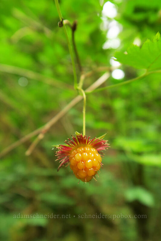 salmonberry (Rubus spectabilis) [Spruce Nature Trail, Olympic National Park, Jefferson County, Washington]