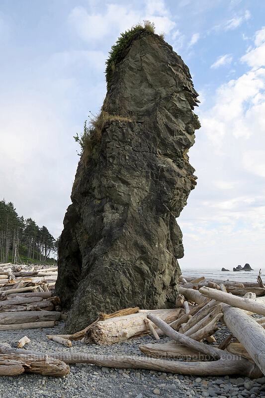 sea stack [Ruby Beach, Olympic National Park, Jefferson County, Washington]