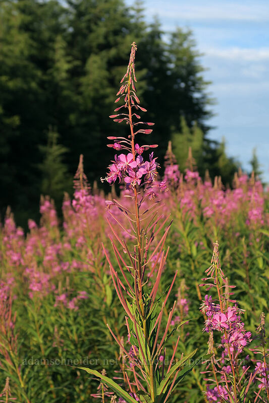 fireweed (Chamerion angustifolium (Chamaenerion angustifolium) (Epilobium angustifolium)) [U.S. Highway 101, Quinalt Indian Reservation, Grays Harbor County, Washington]