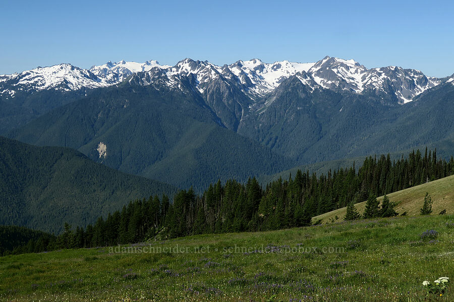Stephen Peak, Mt. Olympus, Mt. Fairchild, & Mt. Carrie [Obstruction Point Road, Olympic National Park, Clallam County, Washington]
