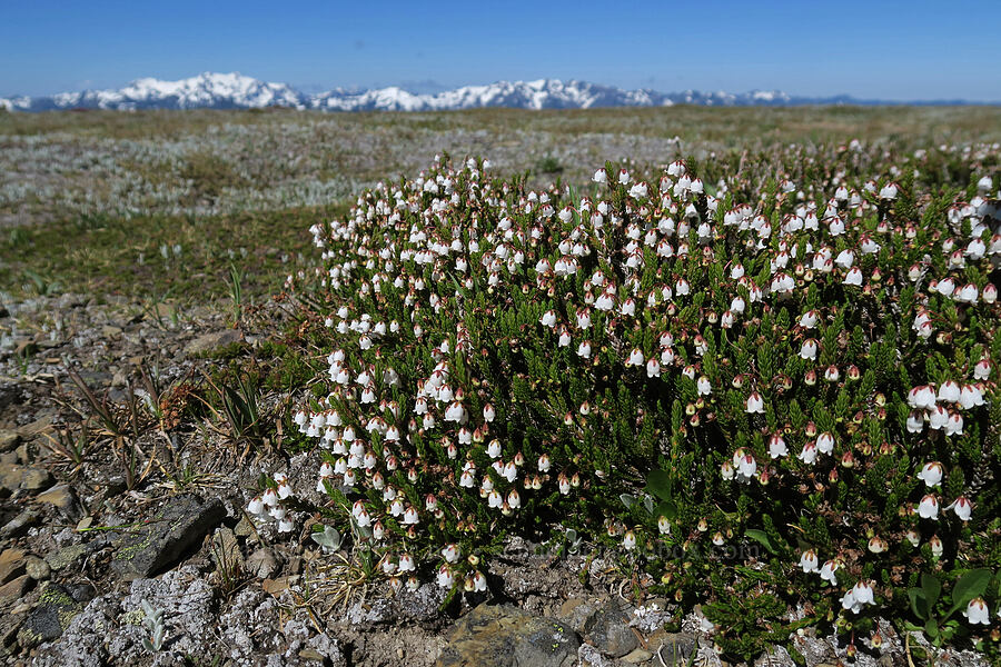 white mountain heather (Cassiope mertensiana) [Grand Pass Trail, Olympic National Park, Clallam County, Washington]