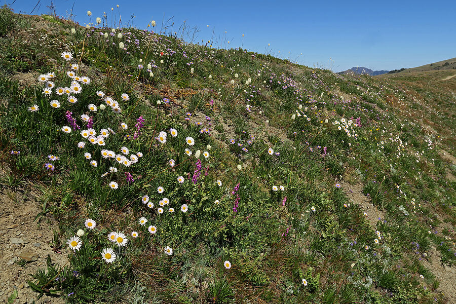subalpine wildflowers [Grand Pass Trail, Olympic National Park, Clallam County, Washington]