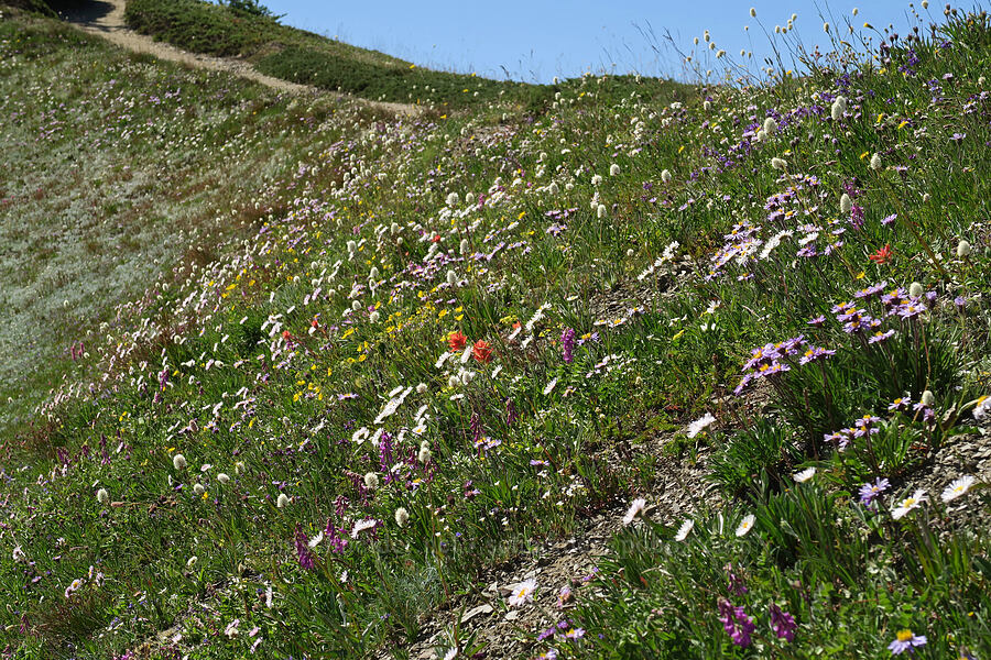 subalpine wildflowers [Grand Pass Trail, Olympic National Park, Clallam County, Washington]