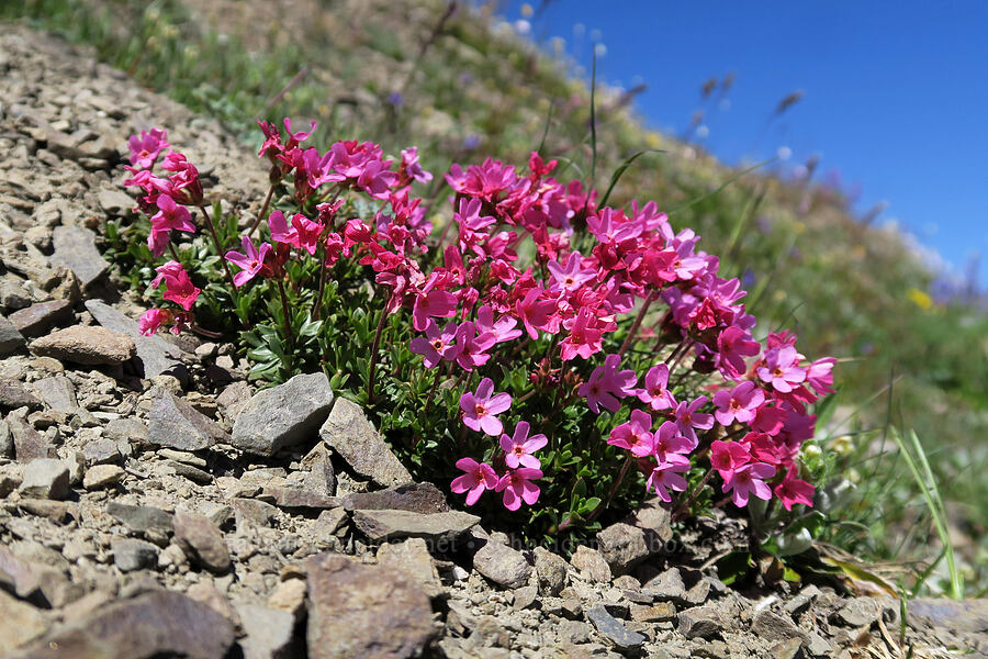 smooth douglasia (cliff dwarf-primrose) (Douglasia laevigata (Androsace laevigata)) [Grand Pass Trail, Olympic National Park, Clallam County, Washington]