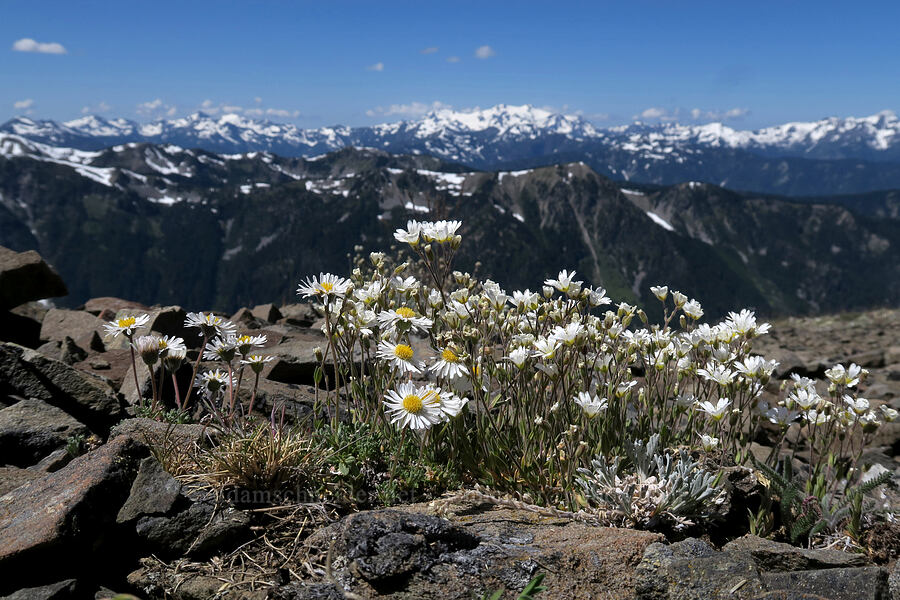 cut-leaf daisies & chickweed (Erigeron compositus, Cerastium arvense ssp. strictum) [Peak 6536, Olympic National Park, Clallam County, Washington]