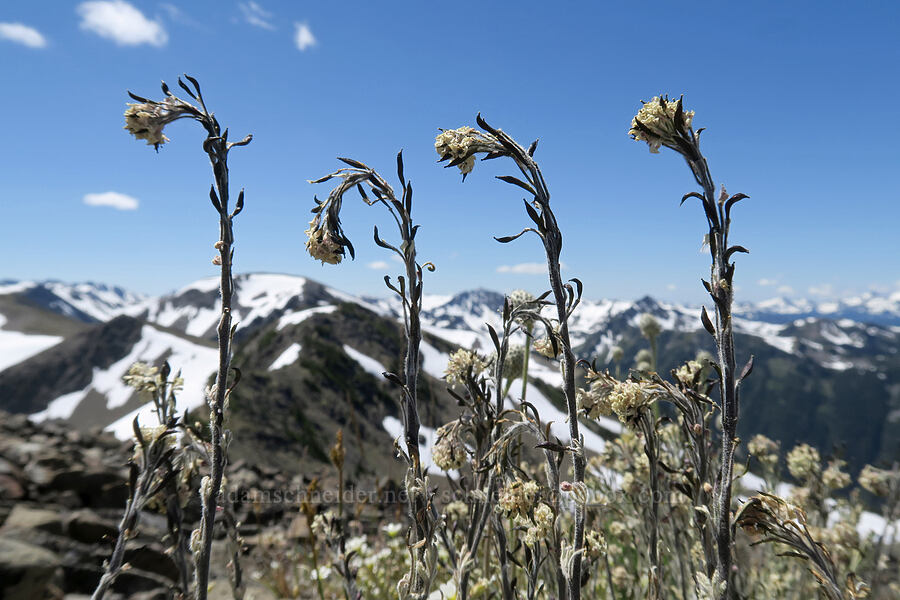 alpine smelowskia (Smelowskia americana (Smelowskia calycina var. americana)) [Peak 6536, Olympic National Park, Clallam County, Washington]