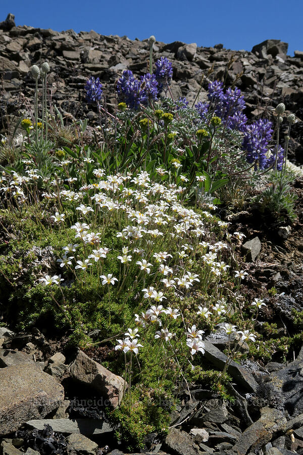 tufted saxifrage & dwarf lupines (Saxifraga cespitosa (Saxifraga caespitosa), Lupinus lepidus var. lobbii) [Peak 6536, Olympic National Park, Clallam County, Washington]