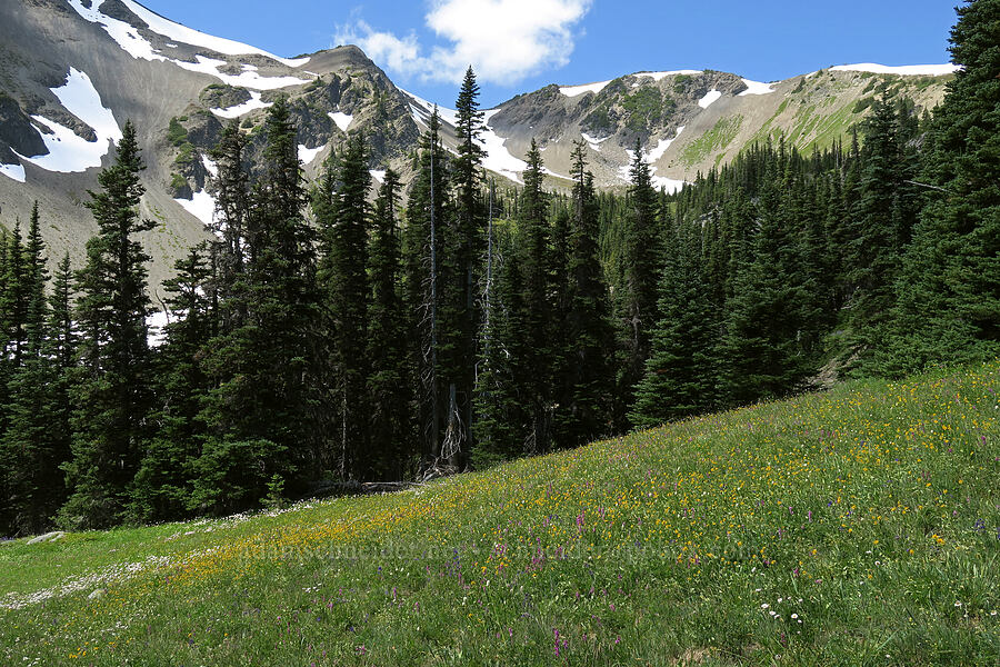 wildflowers & mountains [Grand Pass Trail, Olympic National Park, Clallam County, Washington]