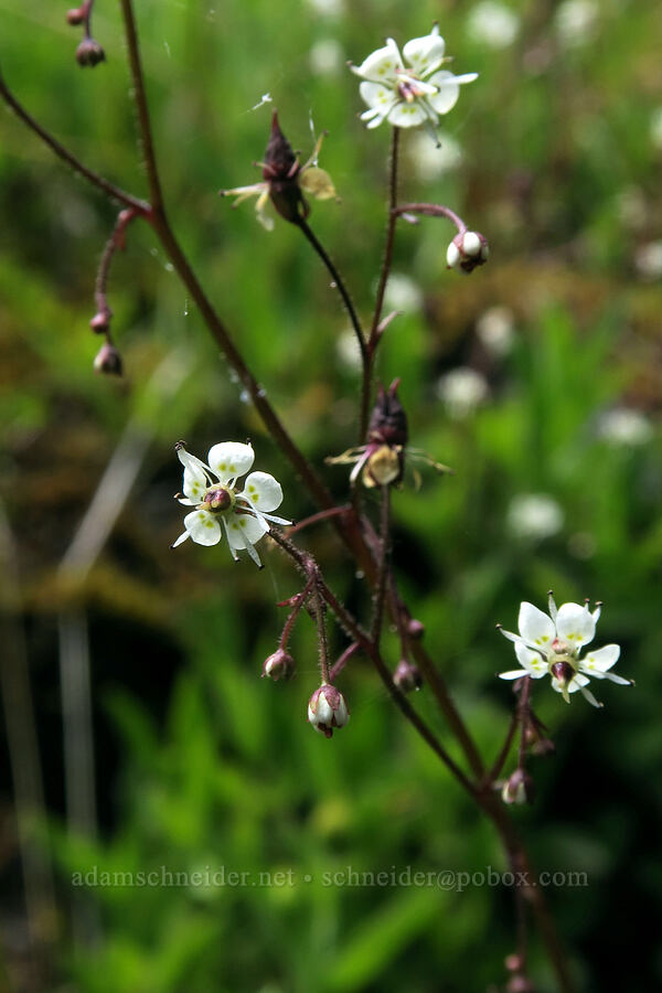 brook saxifrage (Micranthes odontoloma (Saxifraga odontoloma)) [Grand Pass Trail, Olympic National Park, Clallam County, Washington]