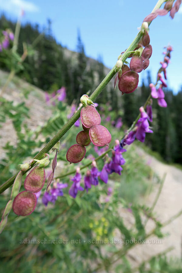 western sweet-vetch seed pods (Hedysarum occidentale) [Grand Pass Trail, Olympic National Park, Clallam County, Washington]