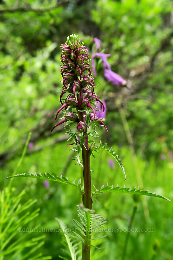 elephant's-head lousewort, budding (Pedicularis groenlandica) [Grand Pass Trail, Olympic National Park, Clallam County, Washington]