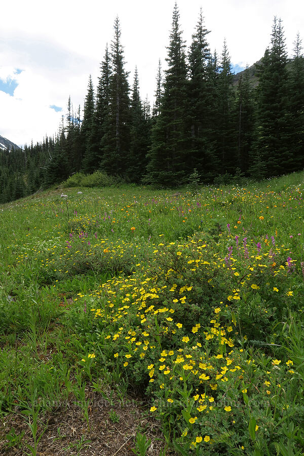 shrubby cinquefoil & other wildflowers (Dasiphora fruticosa (Potentilla fruticosa)) [Grand Pass Trail, Olympic National Park, Clallam County, Washington]