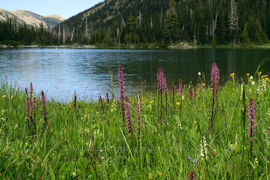 elephant's-head lousewort & other boggy plants (Pedicularis groenlandica) [Grand Lake, Olympic National Park, Clallam County, Washington]