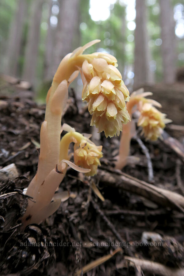 pinesap (Monotropa hypopitys) [Badger Valley Trail, Olympic National Park, Clallam County, Washington]