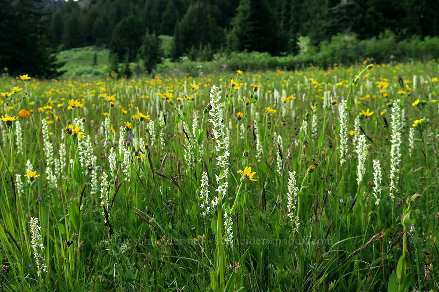 white bog orchid & arnica (Platanthera dilatata var. dilatata, Arnica sp.) [Badger Valley Trail, Olympic National Park, Clallam County, Washington]