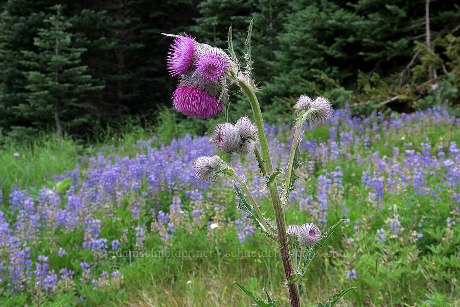 edible thistle & lupines (Cirsium edule, Lupinus latifolius) [Badger Valley Trail, Olympic National Park, Clallam County, Washington]