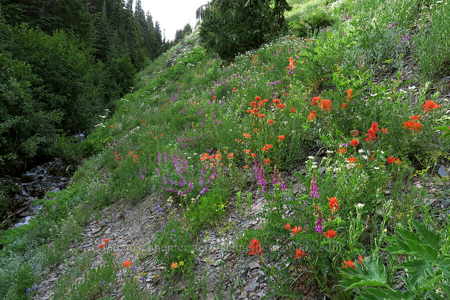 wildflowers (Castilleja miniata, Hedysarum occidentale, Eucephalus paucicapitatus (Aster paucicapitatus)) [Badger Valley Trail, Olympic National Park, Clallam County, Washington]