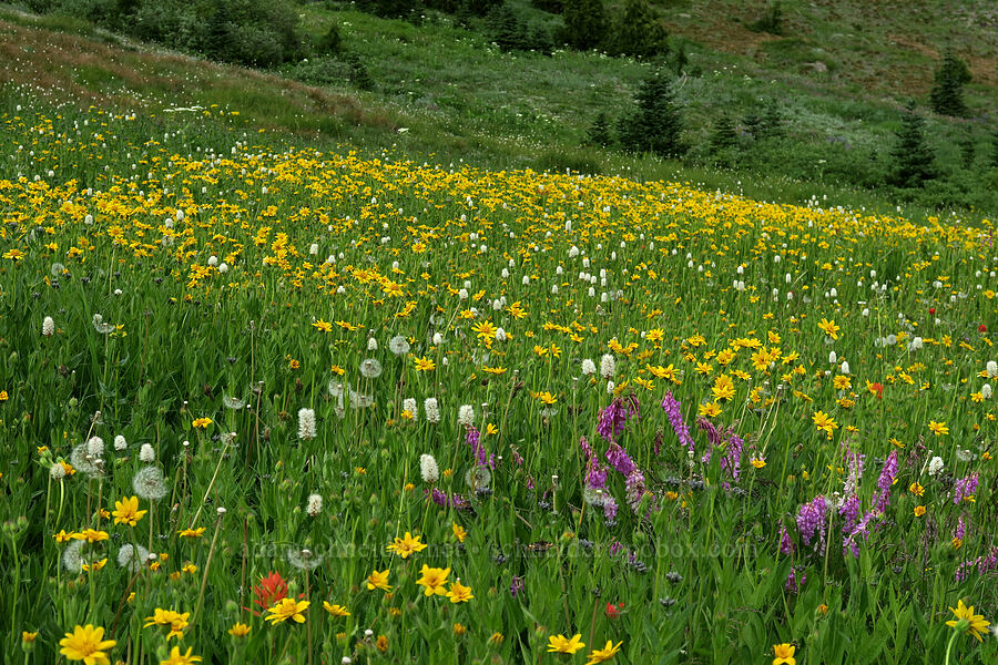 wildflowers (Arnica sp., Hedysarum occidentale, Bistorta bistortoides (Polygonum bistortoides), Castilleja miniata) [Badger Valley Trail, Olympic National Park, Clallam County, Washington]